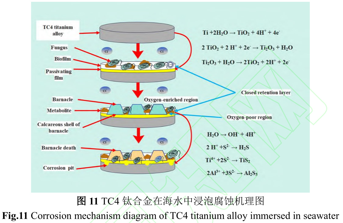 TC4鈦合金實(shí)海污損生物附著行為與腐蝕機(jī)理研究